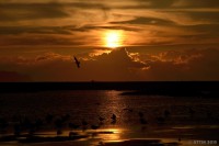 /album/photo-gallery-silhouette/a2-8-jpg/